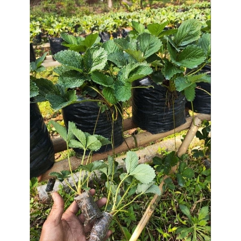 bibit tanaman strawberry jenis jumbo Bali