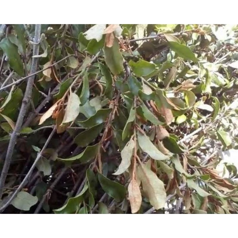 

Benalu kopi segar petik langsung 250 gram-az