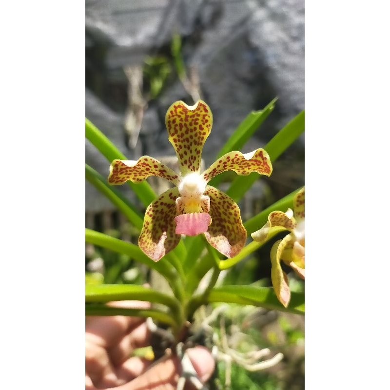 Anggrek Vanda Gadung Melati