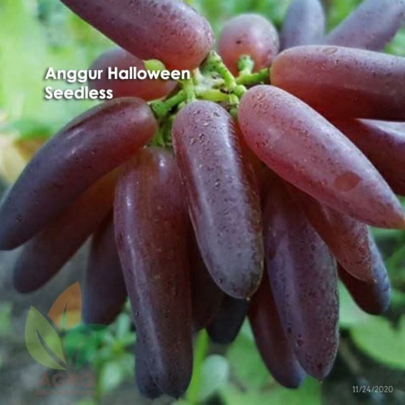 

A.L Bibit Anggur Import Halloween Seedless