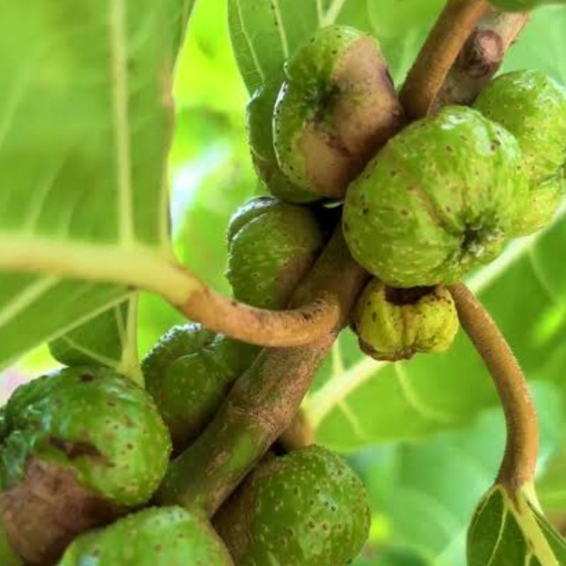 

Buah awar awar atau buah kuciat segar 250 gram