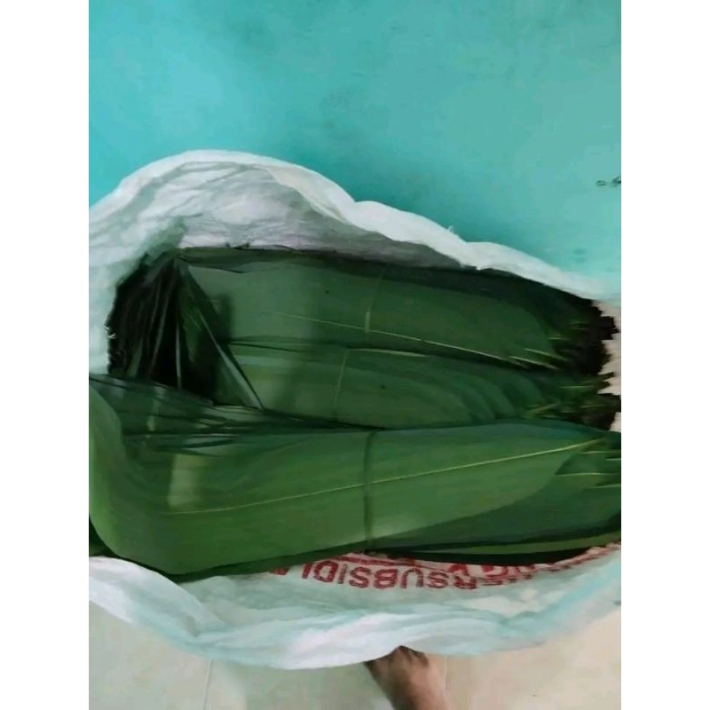 

100 lmbr daun bambu bacang 7cm ke atas 4jari segar freshh dadakan