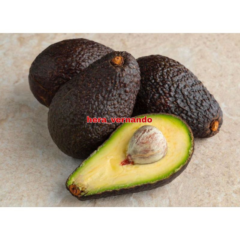 Bibit Alpukat Hass Australia Original Super