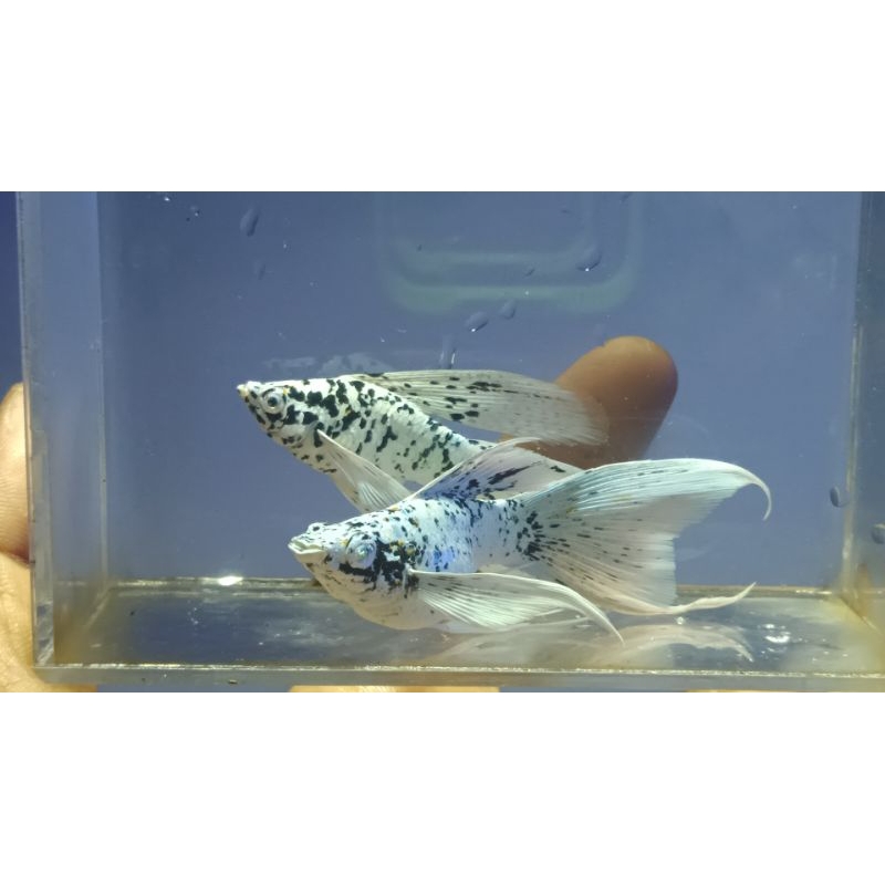 molly marble  platinum veiltail ornamen aquarium