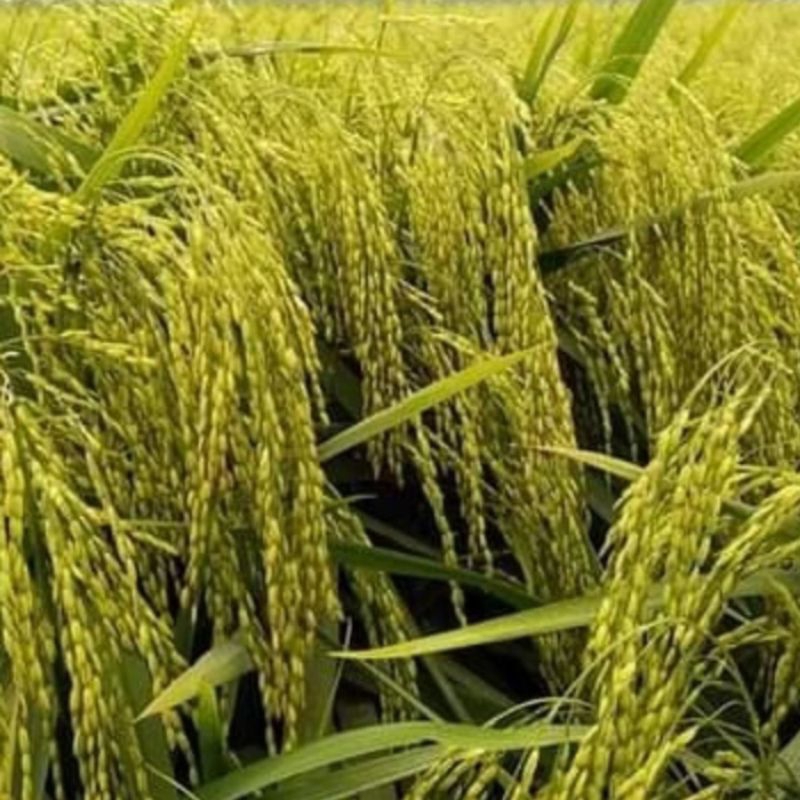 BENIH PADI UB 2 BATUTA KEMASAN 5KG