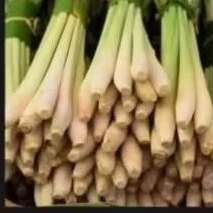 

sereh/serei bumbu dapur 1kg