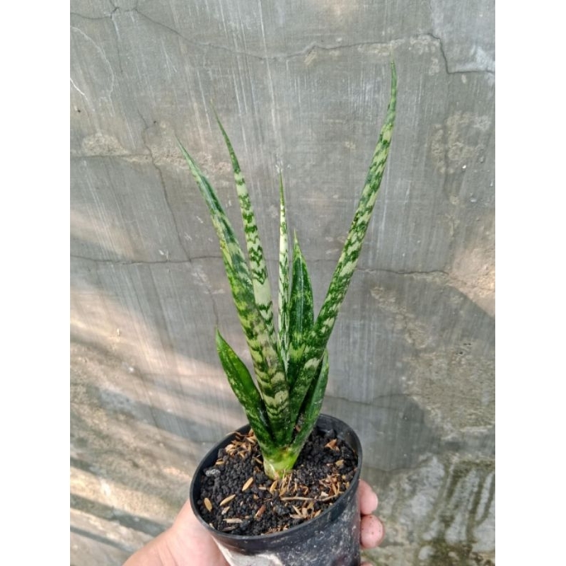 sansivera hybrid paten Cordova cakep