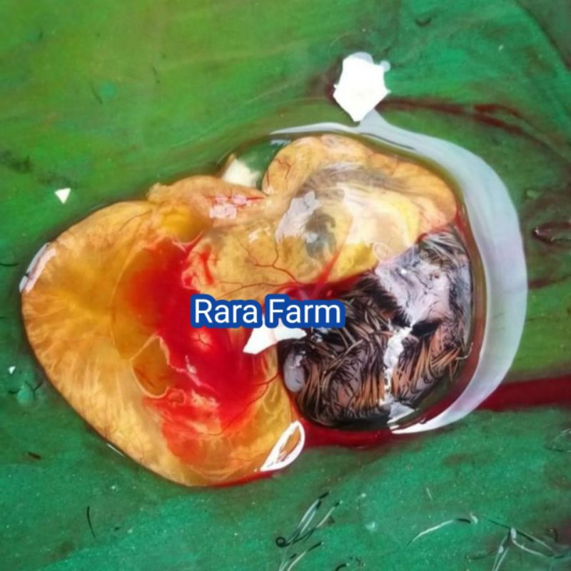 Tapuy Embrio Puyuh Umpan pancing Lele Galatama