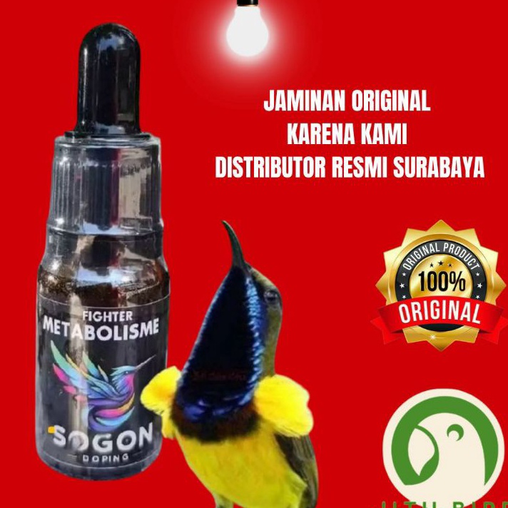 METABOLISME FIGHTER DOPING SOGON DOSIS TINGGI METABOLISME BURUNG ORIGINAL