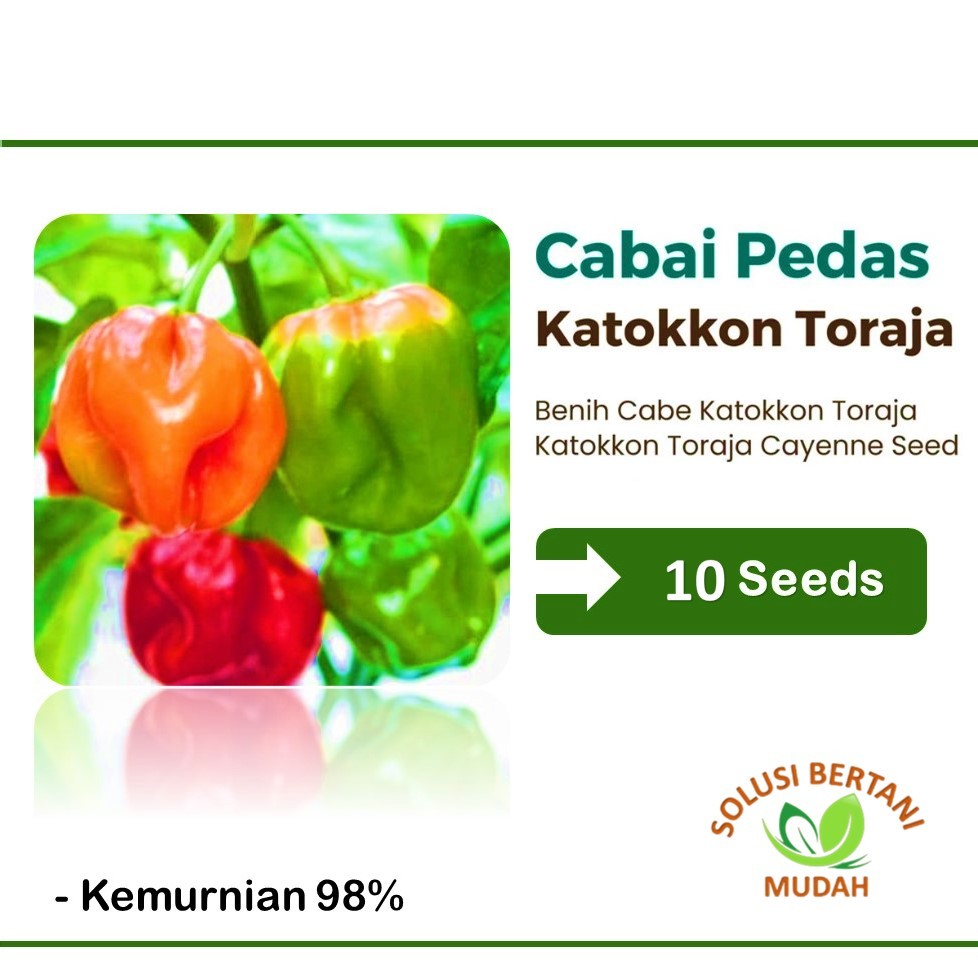 10 Benih Bibit Cabe Katokkon Toraja Super Unggul
