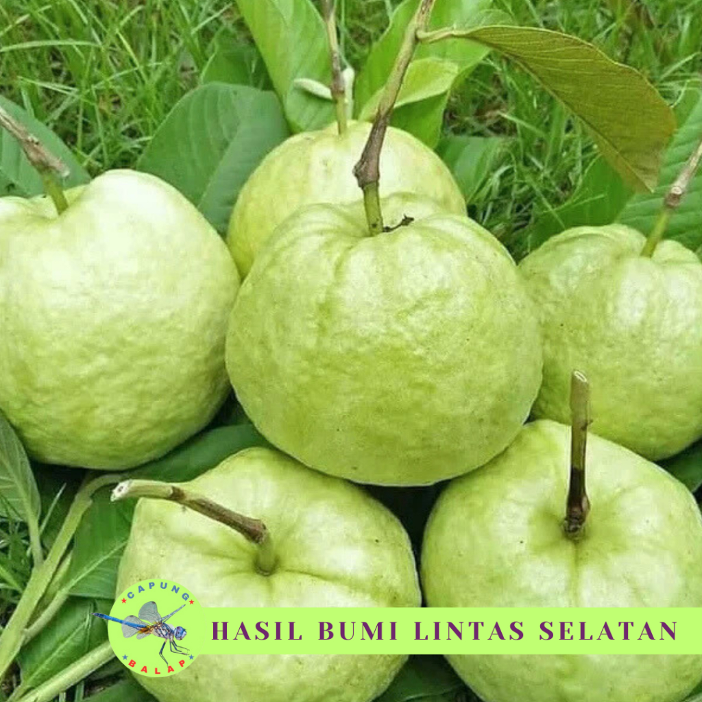 

Jambu Kristal kebumen 1kg 5 biji Jambu kristal renyah tanpa biji Manis renyah Jambu fresh non biji