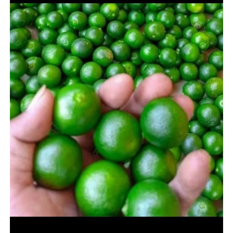 

jeruk1kg.jerukkasturi/jerukperas bisaobatbatukjuga