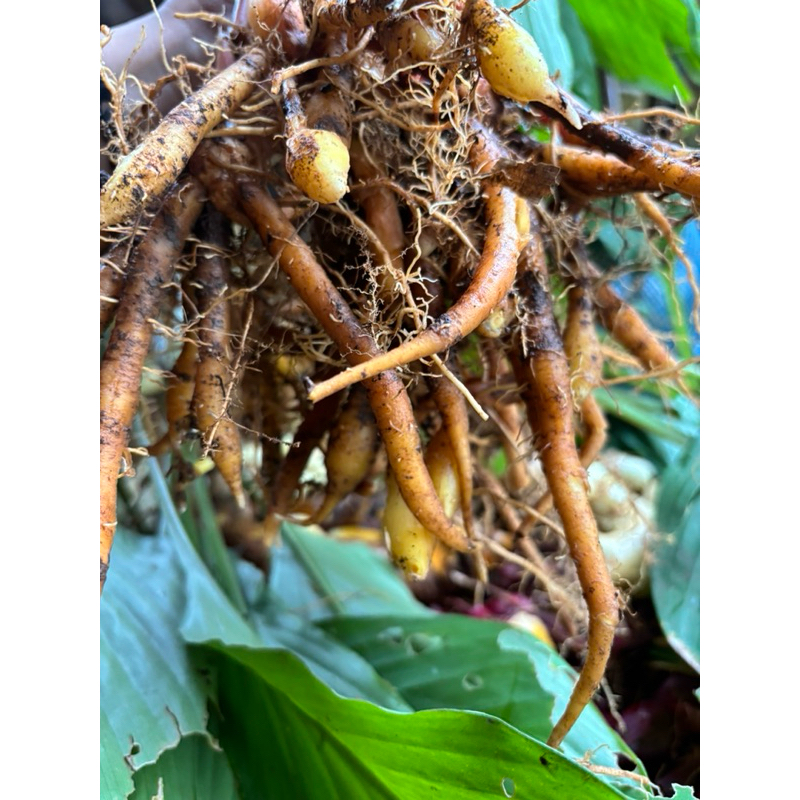 

Temu Kunci Segar 1 Kg Langsung dari Kebun