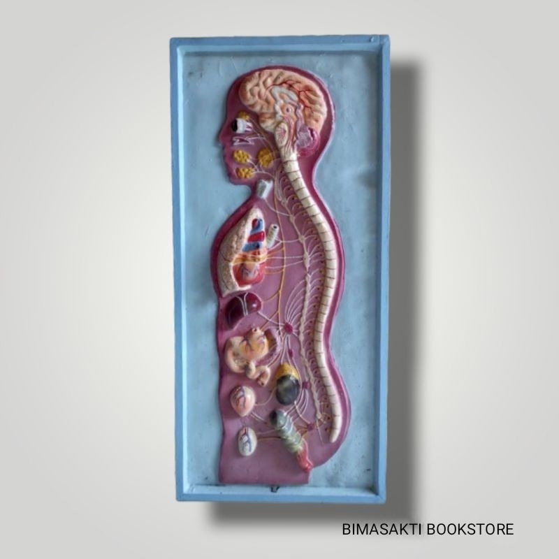 

TORSO ALAT PERAGA IPA MODEL PENAMPANG , Peredaran darah,syaraf, pencernaan, pembuluh darah,pernafasan