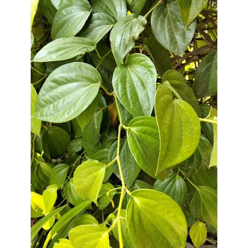

Daun Sirih Segar Langsung di petik dari Kebunnya.