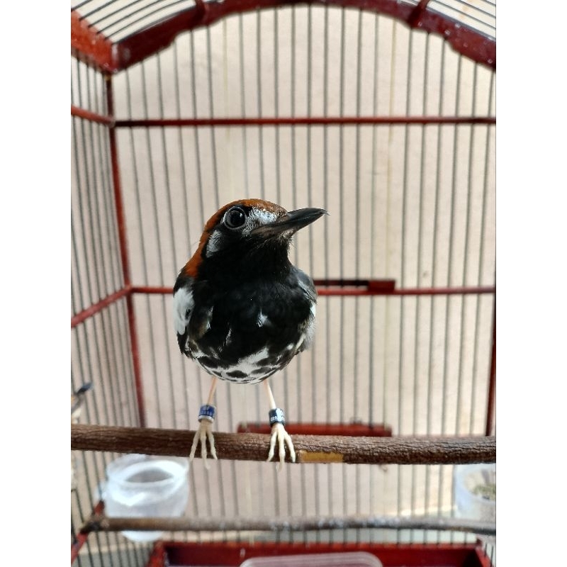 Burung Anis Kembang Jantan