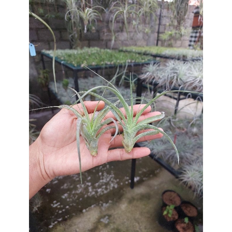 Tillandsia Love Knot size S