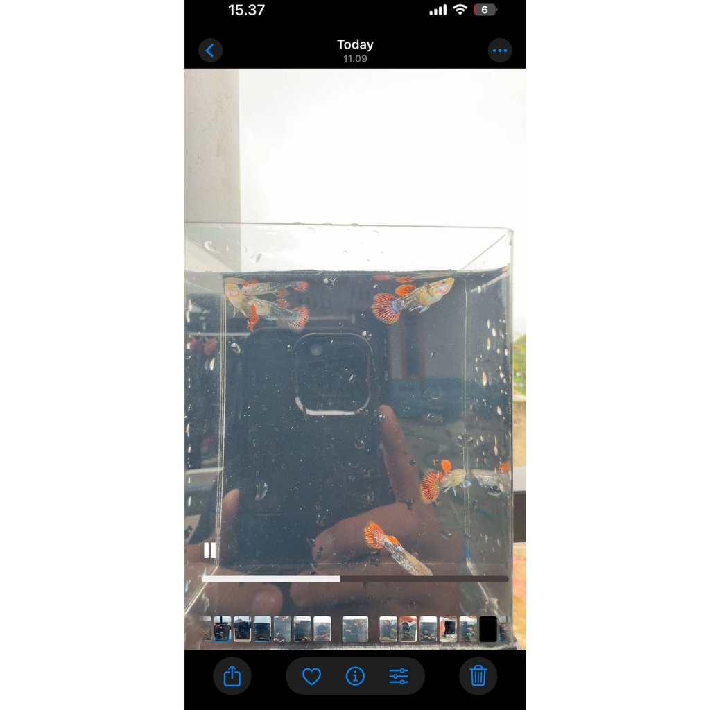 Ikan Guppy Premium Grade A Red Dragon Hiasan Aquarium