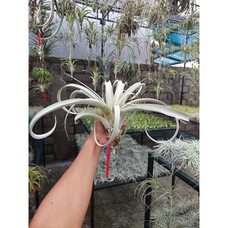 Tillandsia Xerographica