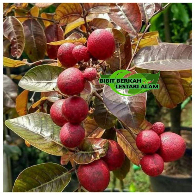 Bibit Kelengkeng Merah 1 meter batang besar super