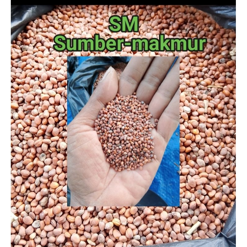 

benih lobak daun 1000 butir