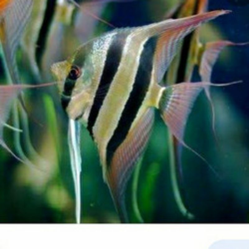 Orinoco angelfish/ MANFISH ALTUM ORINOCO size 6/7 cm