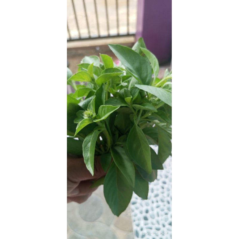 

sayyuran segar ala cece ada kemangi ,cabe , tomat ,buncis, pare dan lain lain