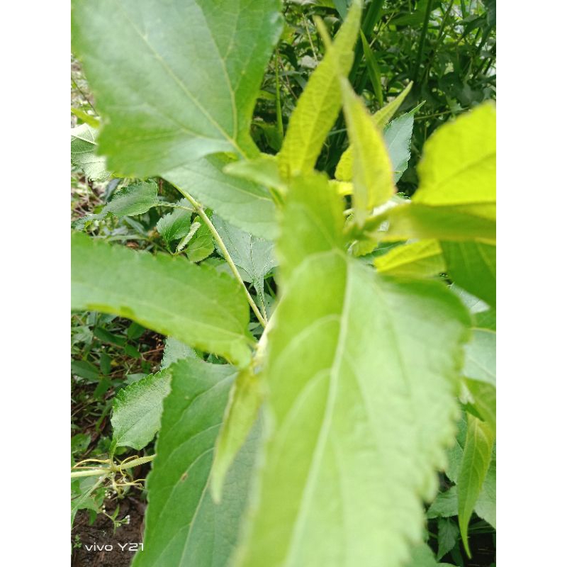 

daun kerinyuh balakacida segar.1Kg