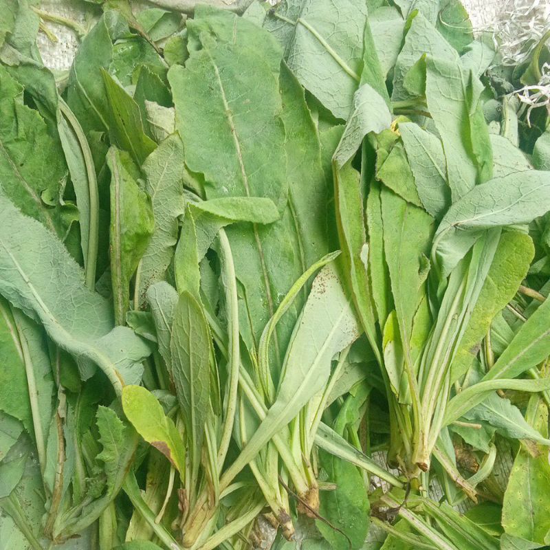 

daun tempuyung segar