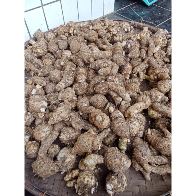

empu kunyit putih besar fresh 1500 gram