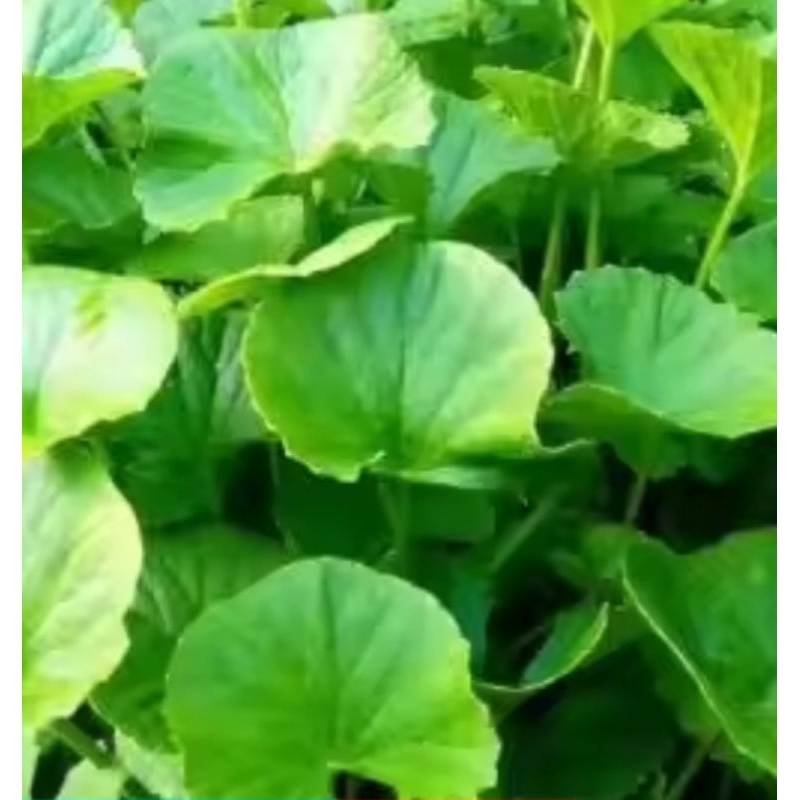 

Daun pegagan segar pul batang