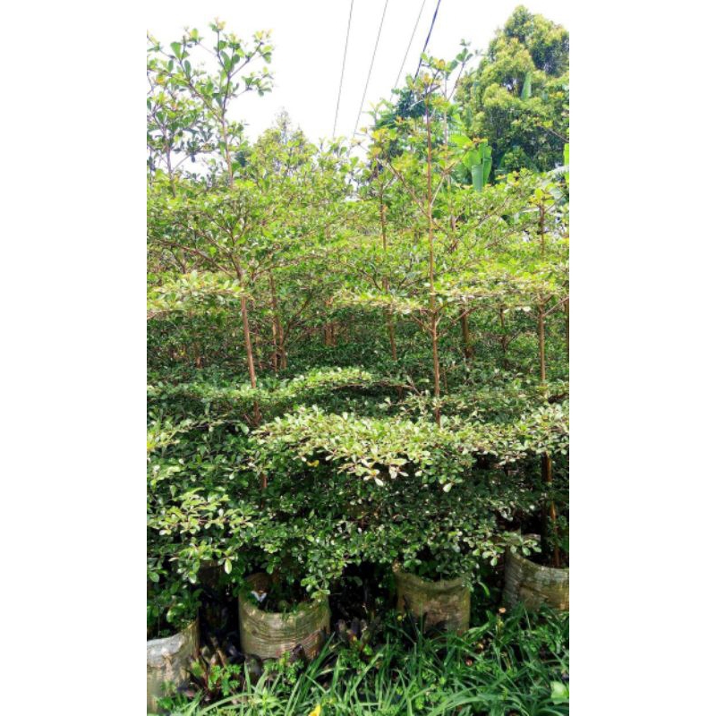 POHON KETAPANG KENCANA/ BIBIT POHON KETAPANG KENCANA PANJANG 1-1,5 METER