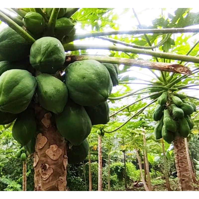 

Pepaya Mentah 1kg