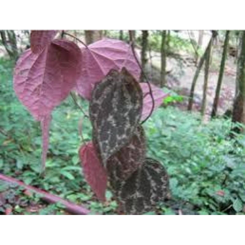 

DAUN SIRIH MERAH 50 LEMBAR/DAUN SIRIH MERAH SEGAR 50 LEMBAR