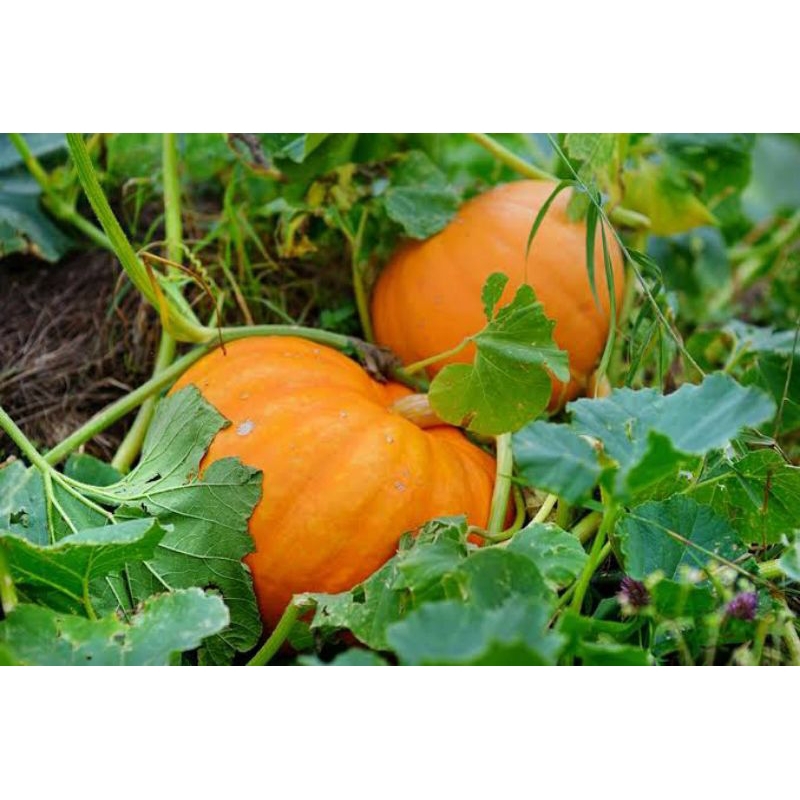 

labu mammoth gold 200biji++/benih labu mammoth gold benih labu super jumbo