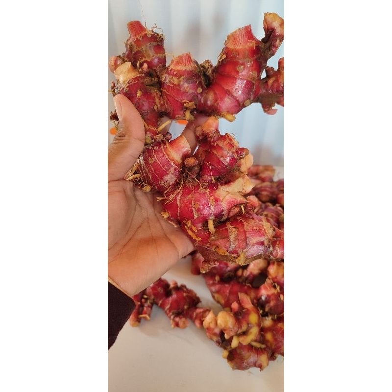 

JAHE MERAH SEGAR 1 KG