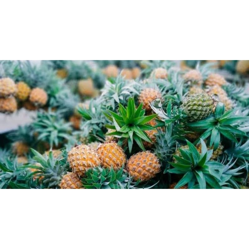 

ada buah nanas madu 4 buah