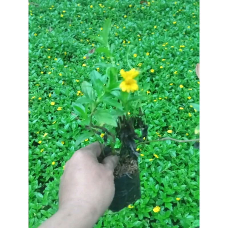 Bibit pohon wedelia rambat