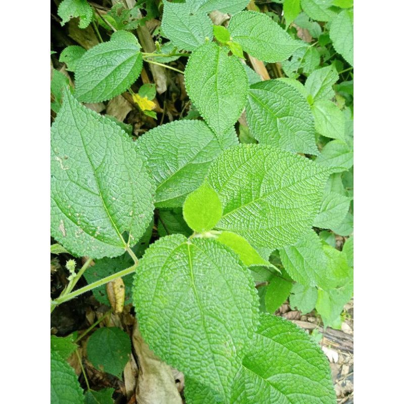 

Daun.pulus untuk.l.per500g