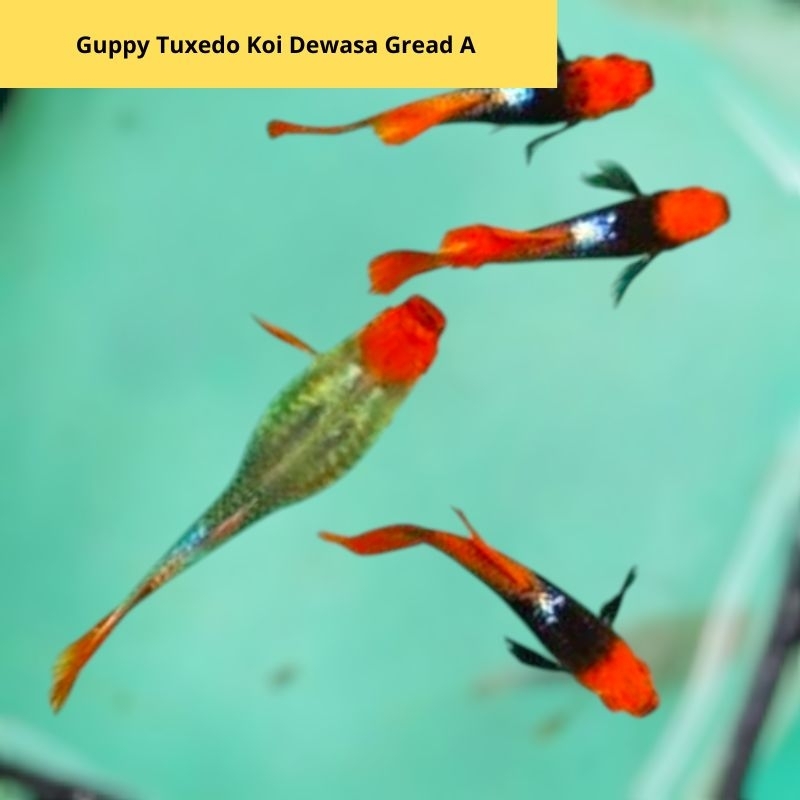 Guppy Prtde Koi Grade A