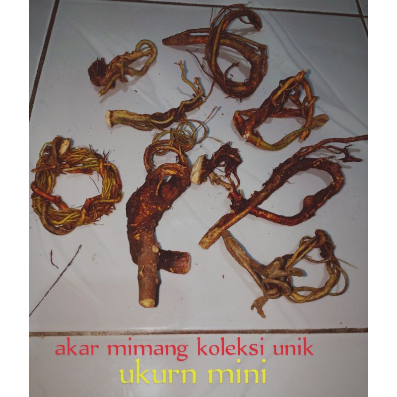 akar mimang koleksi unik asli alam