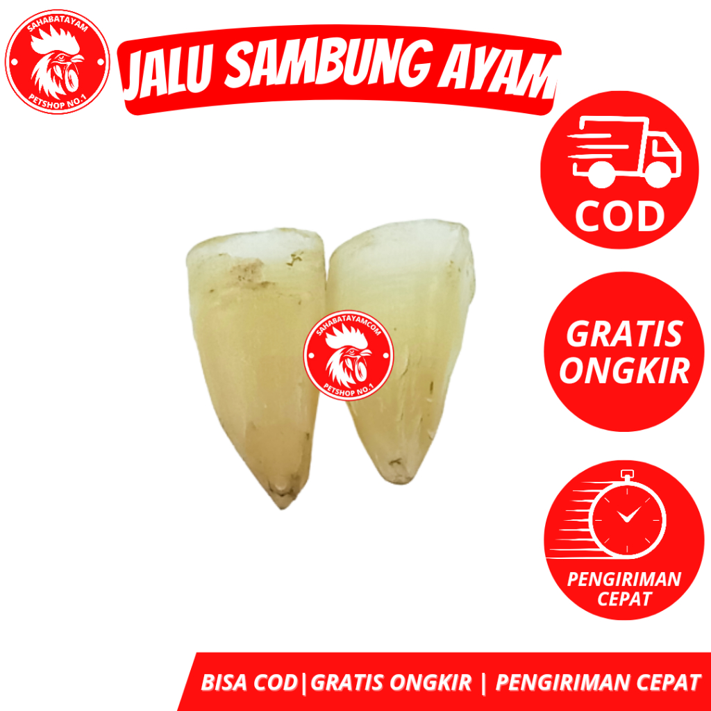 Jalu Sambung 6 CM Jalu Sambung Jalu Ayam Asli Jalu Ayam Aduan