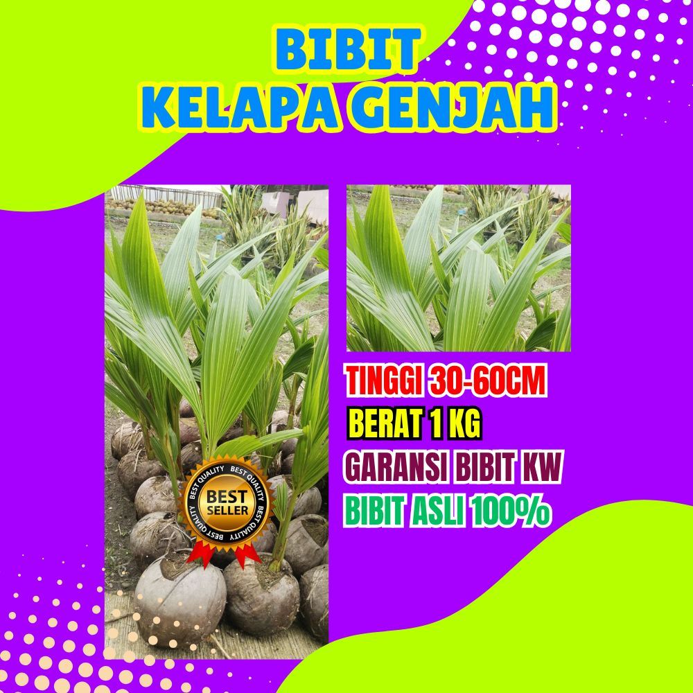 PALING DICARI.. Bibit Buah Kelapa Entog, Bibit Buah Kelapa Entok Anakan