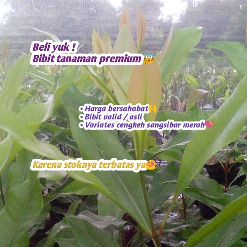 Bibit Cengkeh Sangsibar Merah Sulawesi Kualitas Premium.