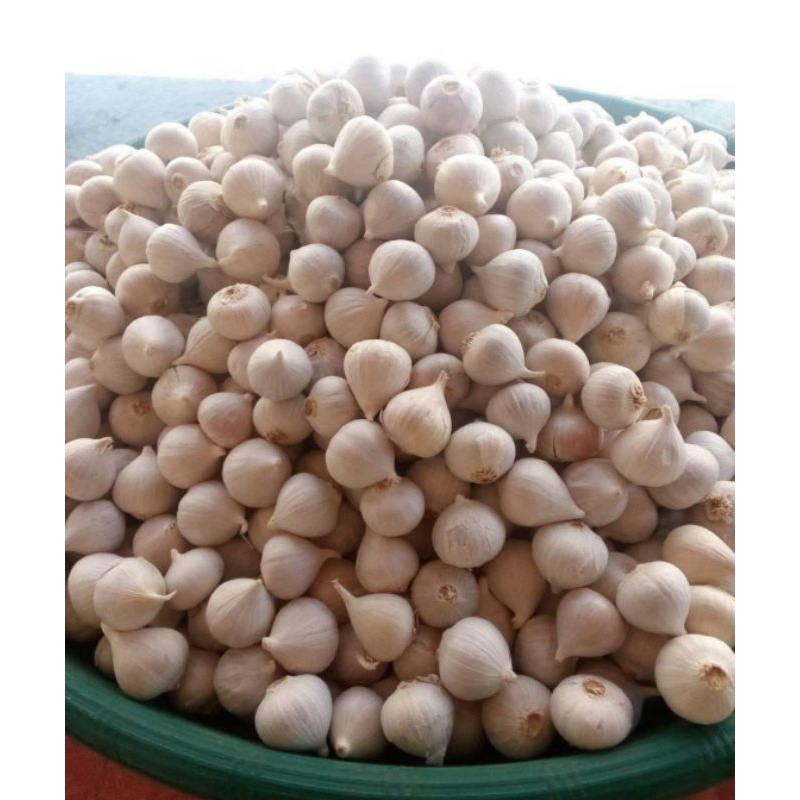 

Bawang Putih Tunggal Lanang 100gr
