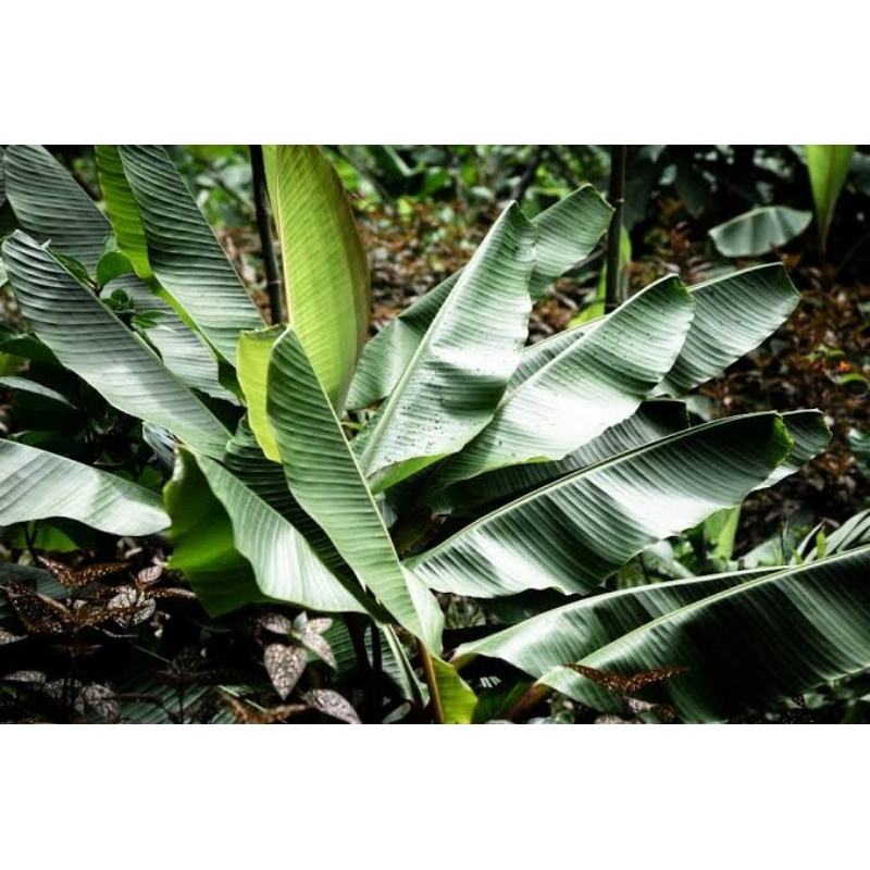 

DAUN PISANG FREES SEGAR 1KG