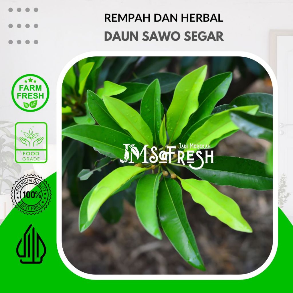 

[JM SoFresh] Daun Sawo Segar 10 Lembar