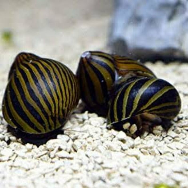 Keong turbo Aquascape Isi 5 Ekor-Keong Hias Aquascape-Pembersih Alga Aquascape