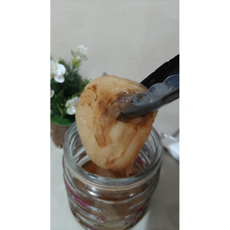 

bibit scoby tebal untuk fermentasi teh manis