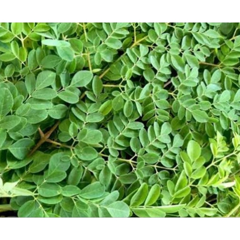 

Daun kelor segar petik langsung 100 helai-az
